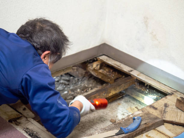 Crawl Space Mold Removal in Bouse, AZ