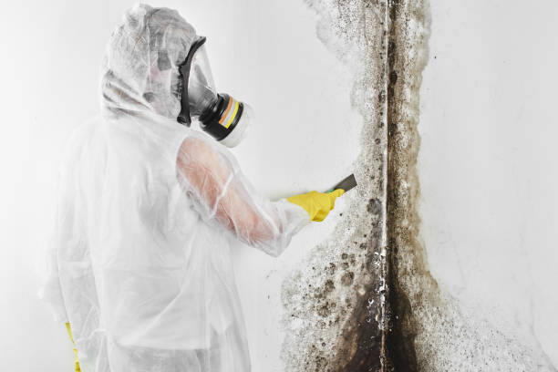 Mold Testing and Removal in Bouse, AZ