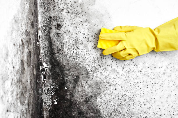Best Mold Damage Repair  in Bouse, AZ