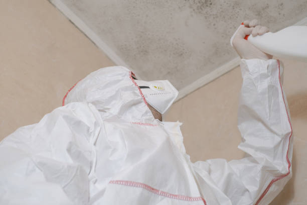 Best Certified Mold Removal  in Bouse, AZ