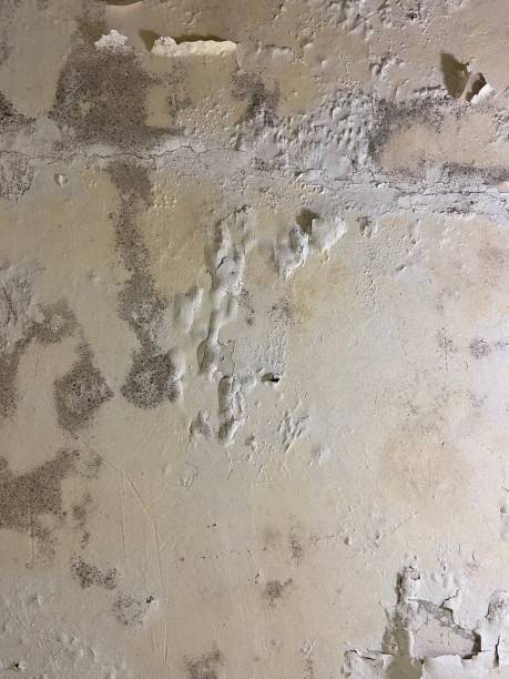 Best Attic Mold Removal  in Bouse, AZ