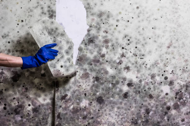 Best Local Mold Removal Service  in Bouse, AZ